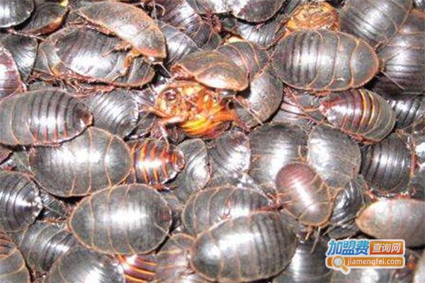 黑乌金土元加盟费