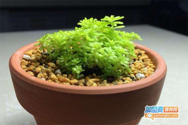 华大星火黄金草