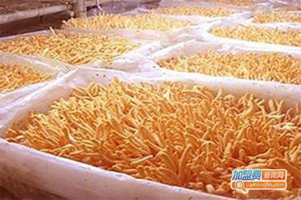 中天瑞北虫草养殖加盟费