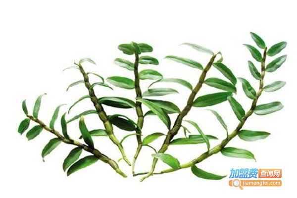 中科8号石斛加盟