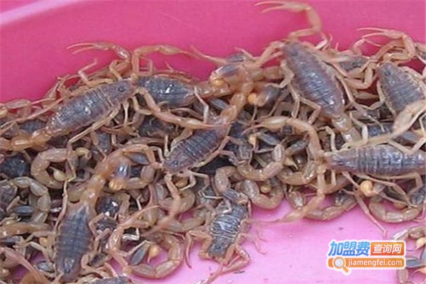 富农杂交药蝎