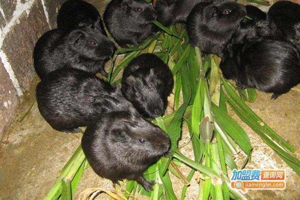 农福生黑豚鼠养殖加盟