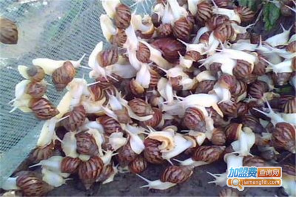 宏鑫利民白玉蜗牛