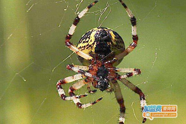 澳洲蜘蛛养殖加盟