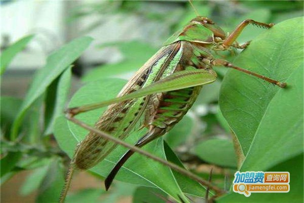 金叶特种昆虫养殖加盟，详解金叶特种昆虫养殖加盟的详细条件！