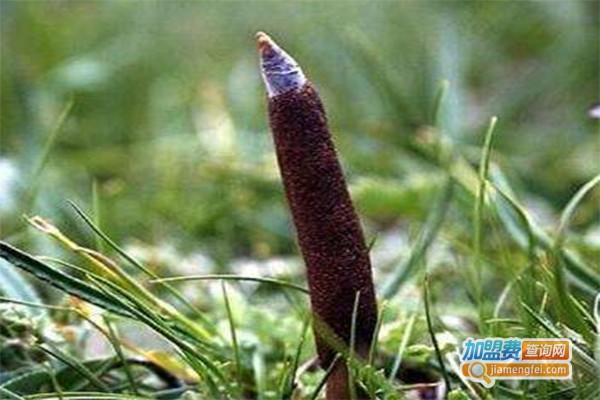 金柯虫草