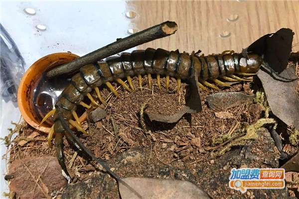 阳光8号蜈蚣养殖