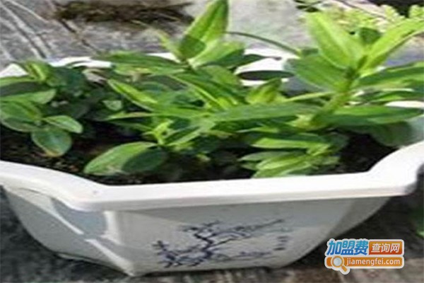 沃丰铁皮石斛