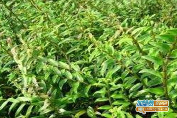 中华仙草润康铁皮石斛