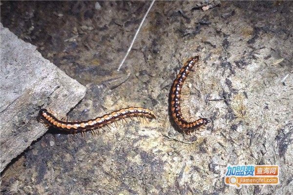 阳光8号蜈蚣养殖