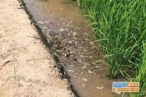 农聚源黑斑蛙泥鳅养殖