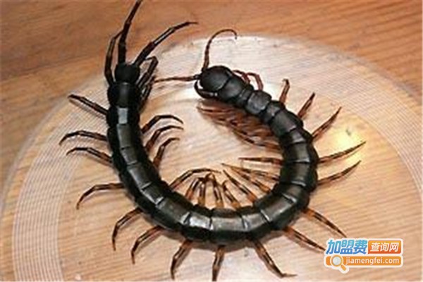金虫九号金头蜈蚣加盟费