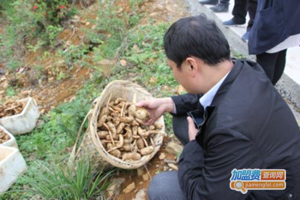 兴农1号杂交天麻加盟费
