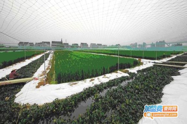 农聚源黑斑蛙泥鳅养殖