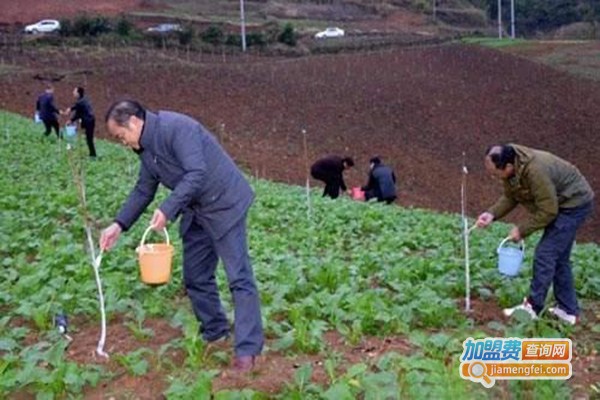安利康植物酶