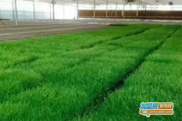 爽舌尖芽苗菜工厂加盟
