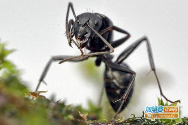 农广金蚂蚁养殖加盟