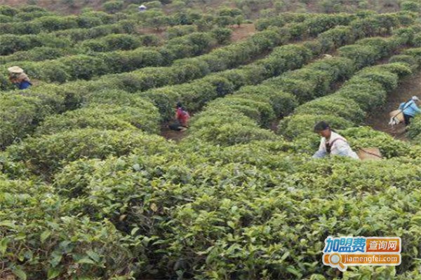 温发茶叶