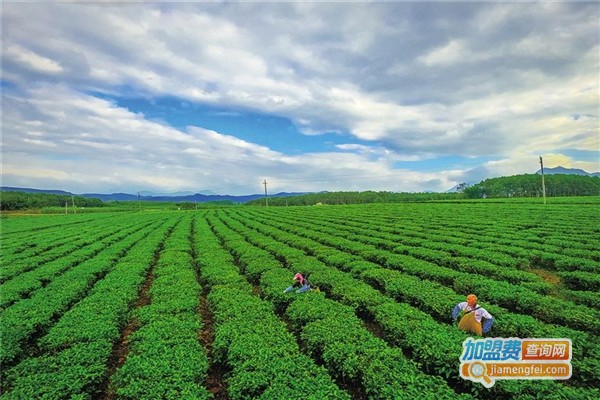 御饮堂茶叶