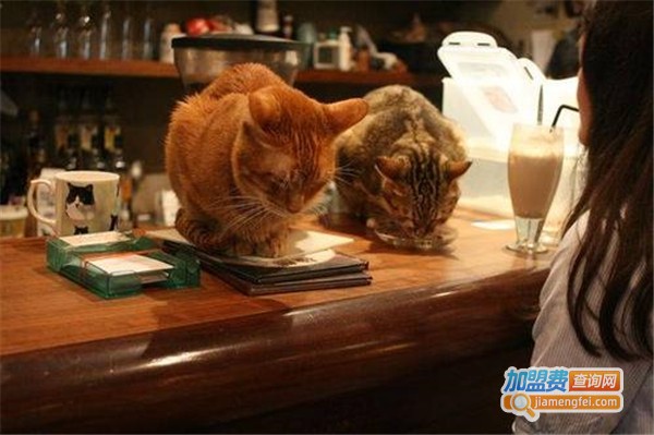 猫咪咖啡加盟费