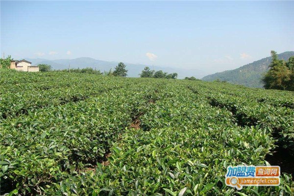 圣旨峰生态茶业加盟费