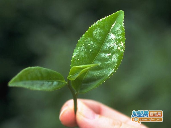 大宝山名茶