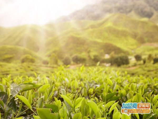 汉唐清茗茶叶