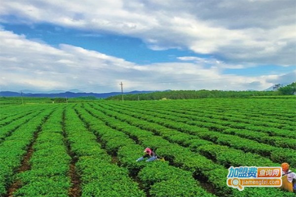 温发茶叶加盟