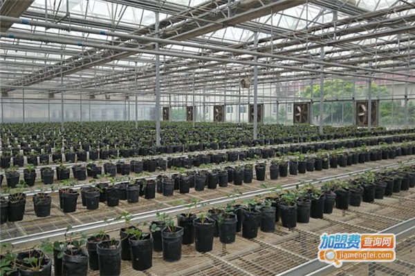 巨鑫圣草种植加盟