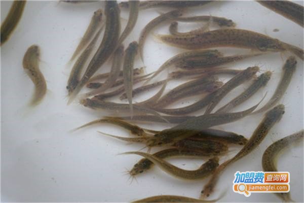 海川农业泥鳅养殖