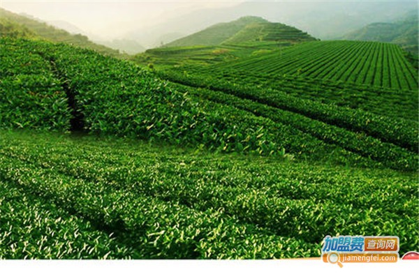 安溪茶业技术培训加盟