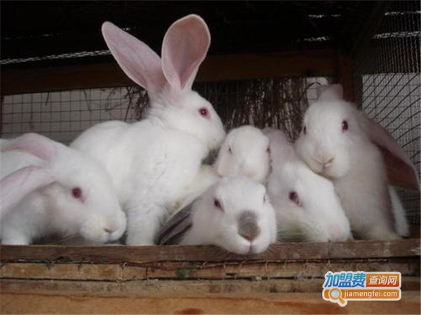 肉兔种兔养殖