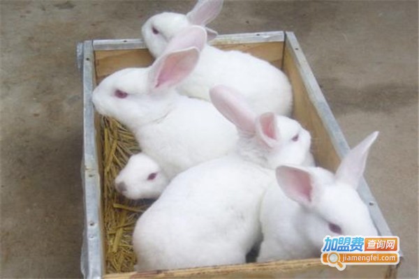 家兔养殖加盟费