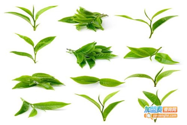 肠清茶