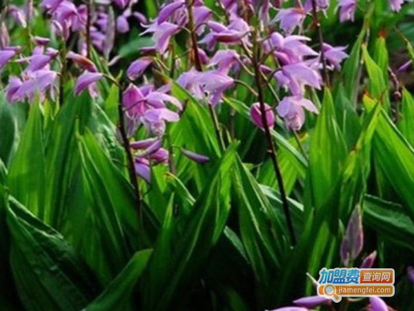 纷然仙草白芨种植