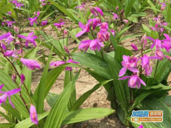 纷然仙草白芨种植