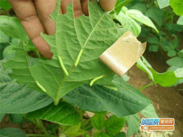 豆虫养殖加盟