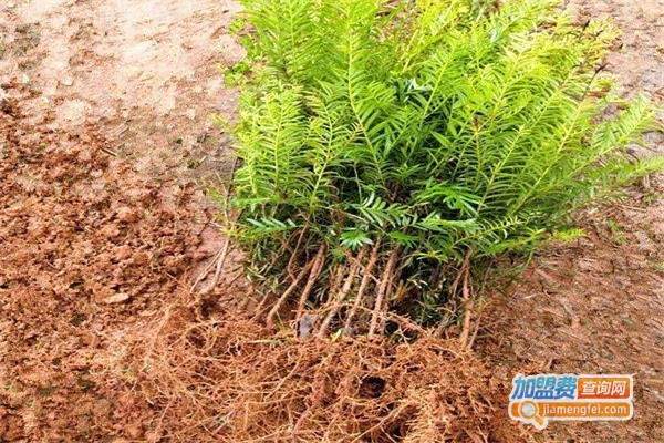 红豆杉种植