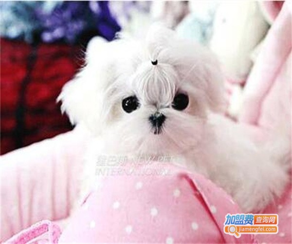 斯佩恩宠物医美加盟