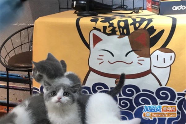 宠迷宠物店