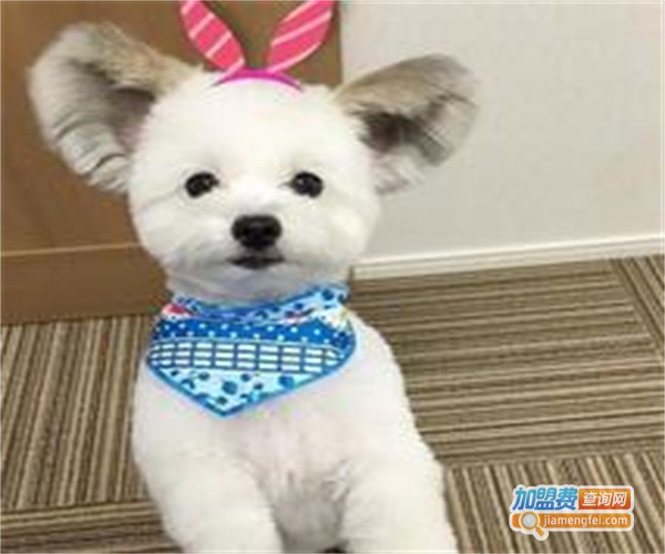 斯佩恩宠物医美加盟