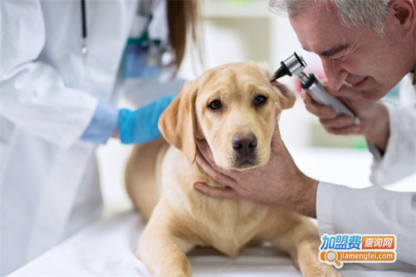 康犬宠物诊所加盟费要多少钱？看康犬宠物诊所的加盟费明细！