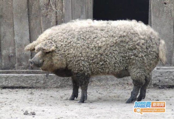 绵羊猪养殖