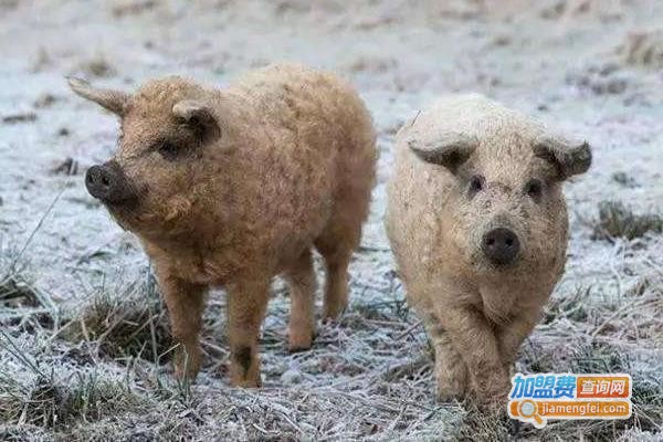 绵羊猪国内能买到吗？绵羊猪市场价格多少钱一只？