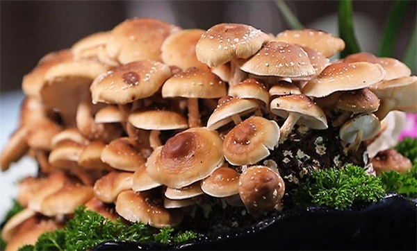 腩潮鲜火锅加盟费