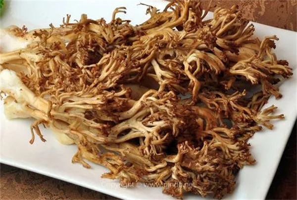 宏锦记蘑菇行加盟费