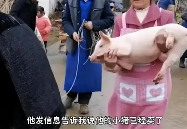 支教老师奖励优秀生的小猪喂养9个月后卖了4000元，学习养猪两不误！