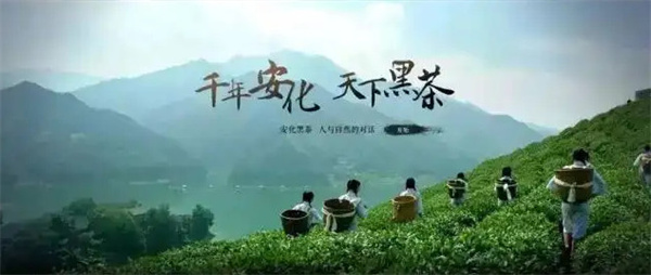 华莱黑茶