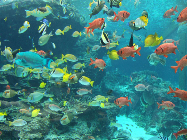 水族馆加盟费