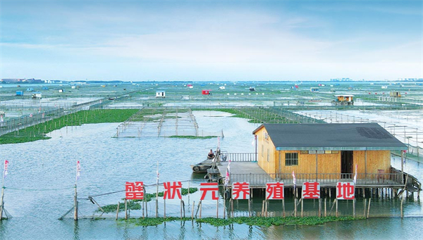 蟹状元